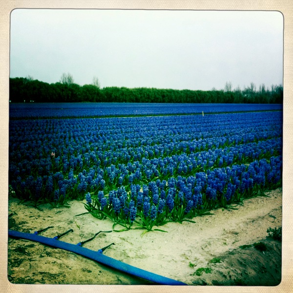 campos de olores y colores